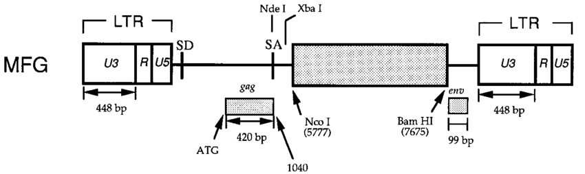 Schematic Representation Of The Retroviral Vector Mfg In Mfg 850x253 Schematic Representation Of The Retroviral Vector Mfg In Mfg