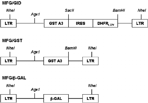 Schematic Representation Of The Retroviral Vector Constructions 475x330 Schematic Representation Of The Retroviral Vector Constructions