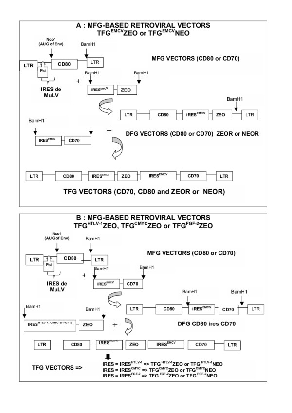 Structure Of Retroviral Constructs Tfg Vectors Are Mfg Based 600x849 Structure Of Retroviral Constructs Tfg Vectors Are Mfg Based