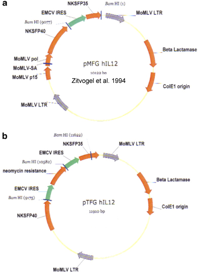 Structure Of The Mfg Based Retroviral Vectors Expressing Il 390x537 Structure Of The Mfg Based Retroviral Vectors Expressing Il