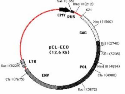 Pcl Eco Retrovirus Packaging Vector 400x301 Pcl Eco Retrovirus Packaging Vector