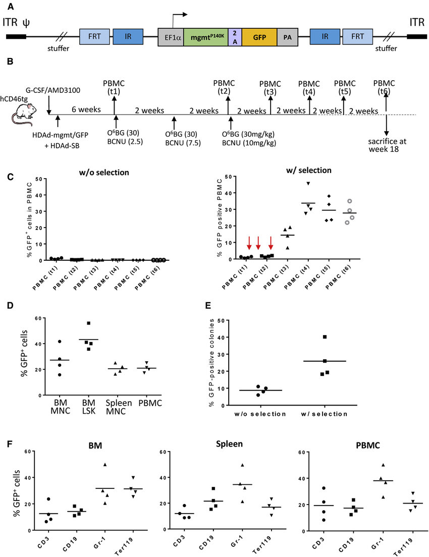 In Vivo Selection Of In Vivo Transduced Hscs 850x1104 In Vivo Selection Of In Vivo Transduced Hscs