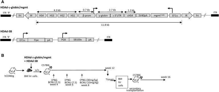 Integrating Vectors As A New Platform For Hsc Gene 769x322 Integrating Vectors As A New Platform For Hsc Gene