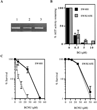 Chemotherapy Induced Benzylguanine Resistant Alkyltransferase 390x440 Chemotherapy Induced Benzylguanine Resistant Alkyltransferase