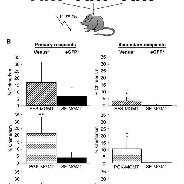 Competitive Transplantation Of Mgmt Cells 640x640 Competitive Transplantation Of Mgmt Cells