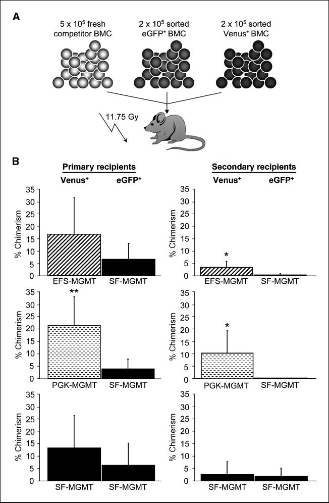 Competitive Transplantation Of Mgmt Cells 652x996 Competitive Transplantation Of Mgmt Cells