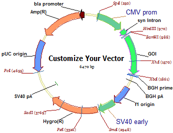 Vector Molecular Biology at Vectorified.com | Collection of Vector ...