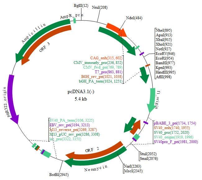 650x580 Invitrogen Mammalian Expression Vector