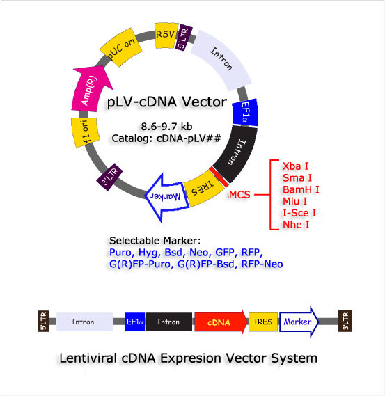 553x569 Bioproduct Molecular Biology Vectors Lentiviral Vectors Plv