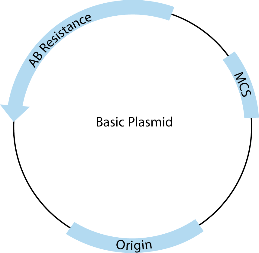 Vector Molecular Biology at Vectorified.com | Collection of Vector ...