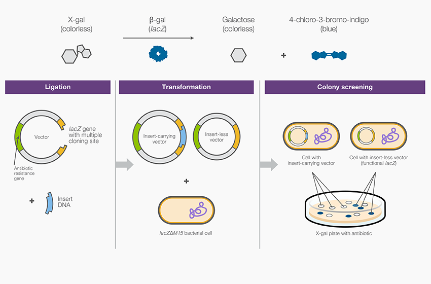 Vector Molecular Biology At Vectorified.com 