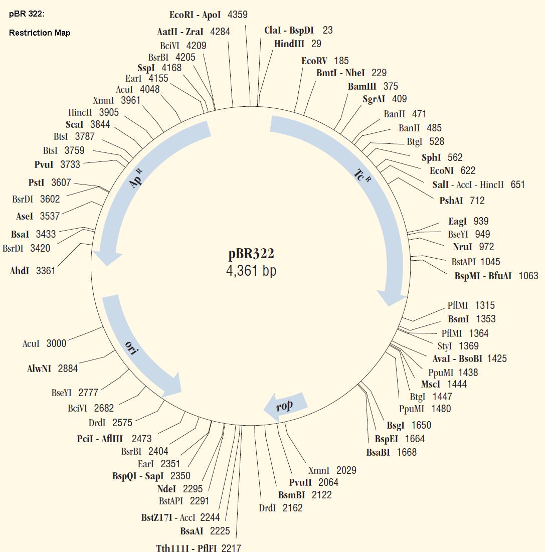 Векторы плазмиды. Плазмида pbr322. Вектор на плазмида pbr322. Строение вектора pbr322. Плазмида pbr322 схема.