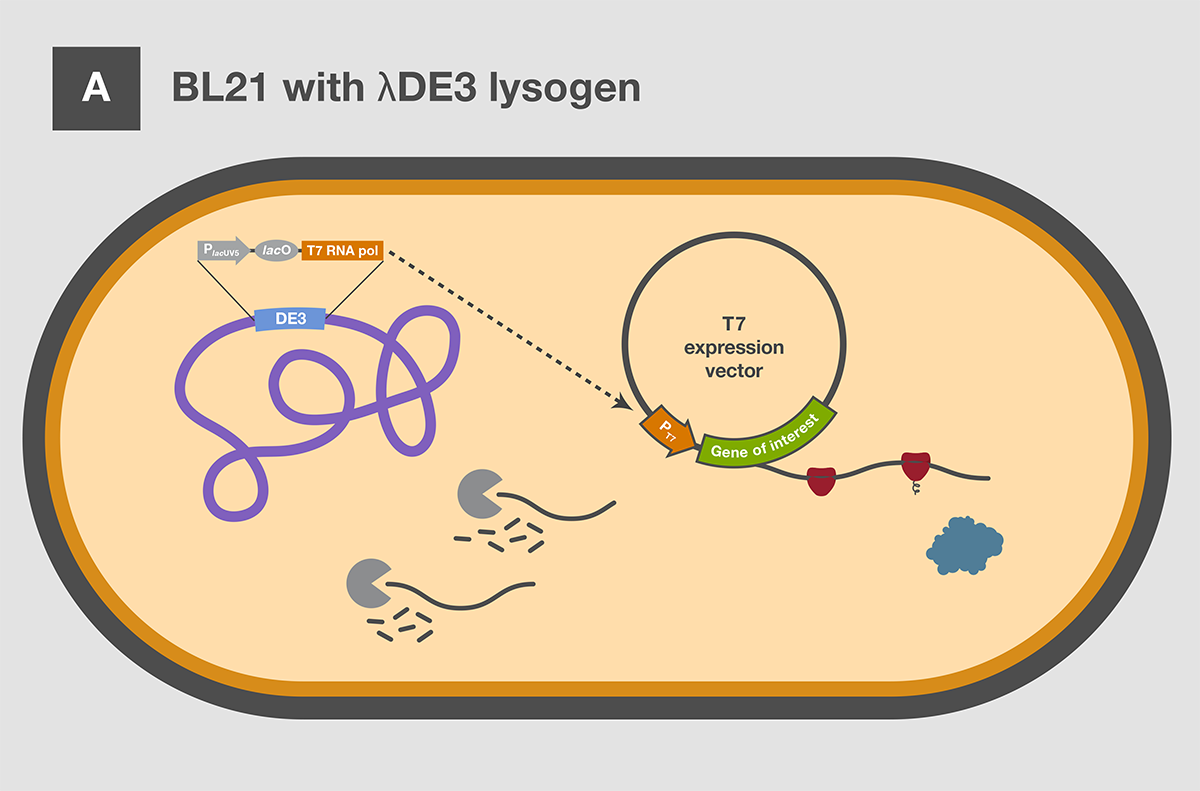 1200x791 Competent Cell Molecular Cloning Strategies Thermo