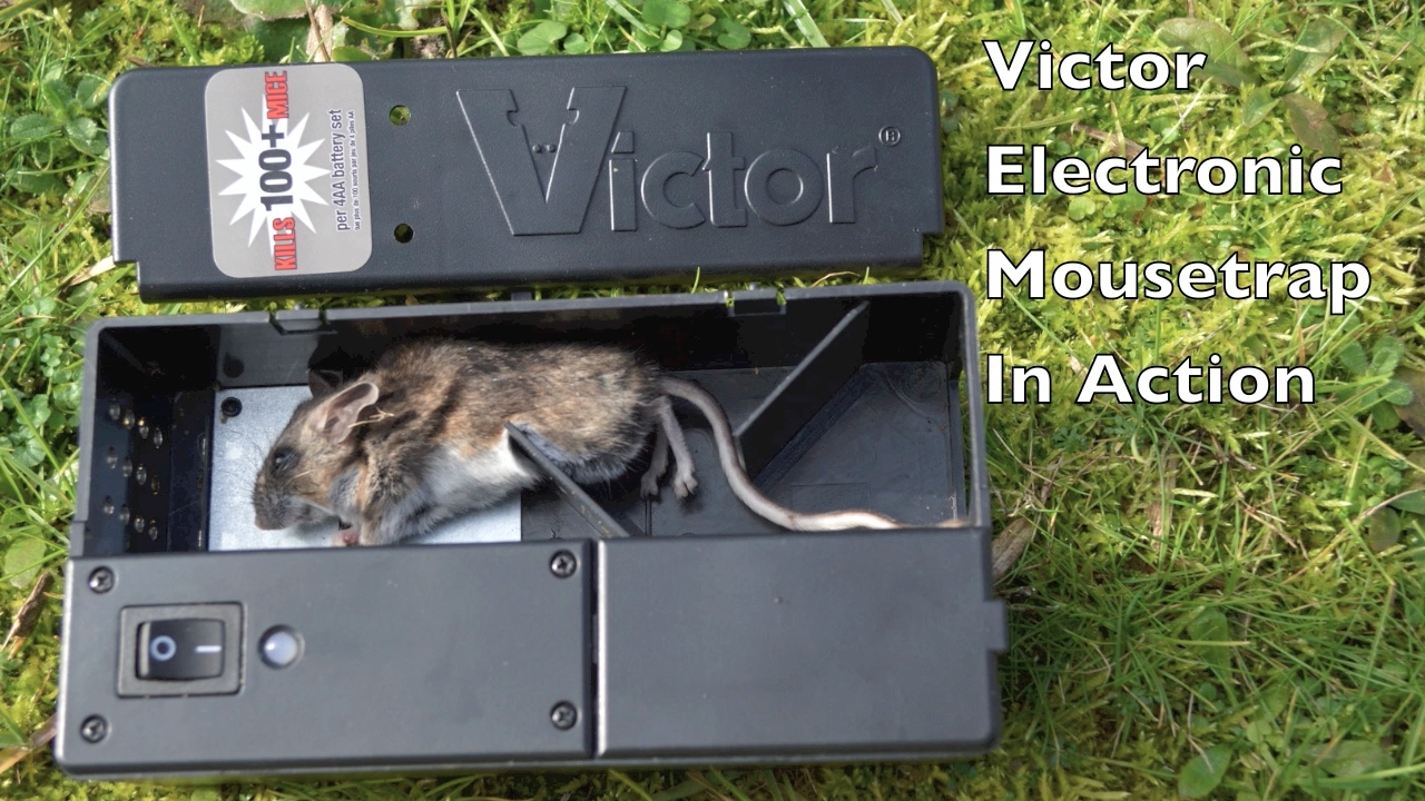 1280x720 Victor Electronic Mouse Trap In Action With Motion Cameras