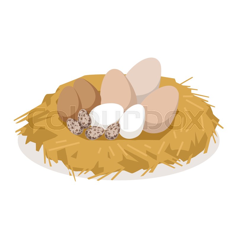 Nest With Eggs Of Different Birds, Stock Vector Colourbox 800x800 Nest With Eggs Of Different Birds, Stock Vector Colourbox