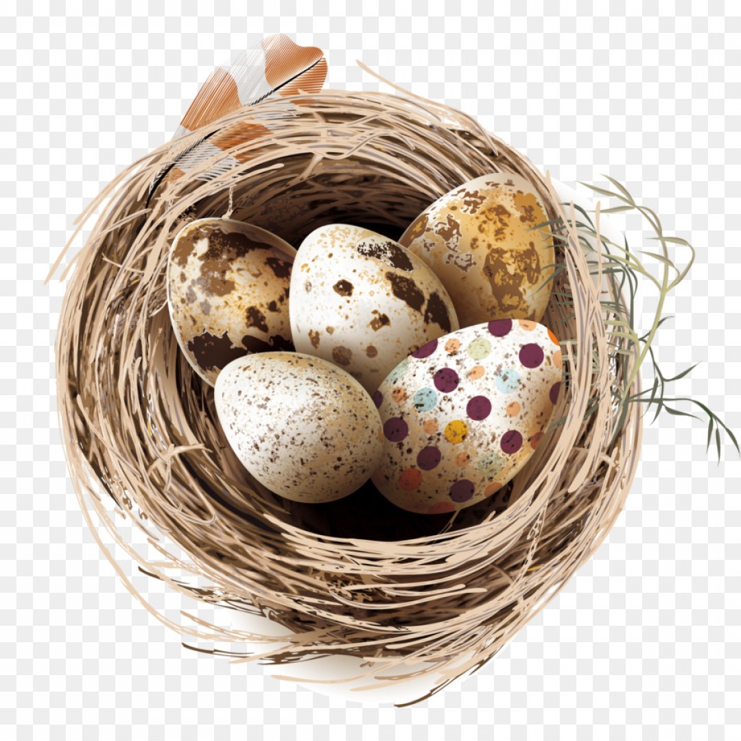 Png Quail Eggs Bird Nest Vector Bird Nest Eggs Wallkeeper 1080x1080 Png Quail Eggs Bird Nest Vector Bird Nest Eggs Wallkeeper