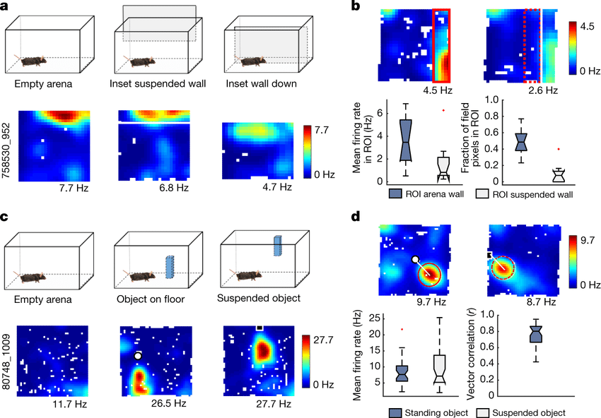 850x592 Border Cells And Object Vector Cells Encode Different Features