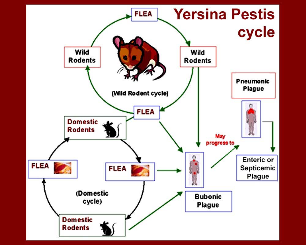 1000x800 Plague's Patient Zero National Geographic Education Blog