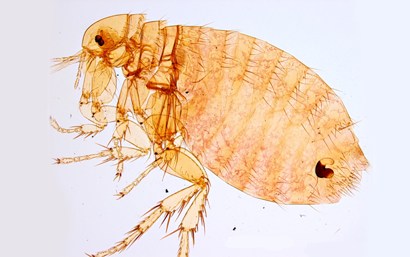 410x257 Four Cases Of Human Plague Confirmed In New Mexico