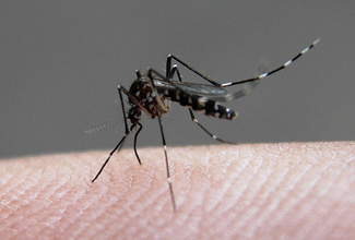 325x220 How To Protect Yourself From Vector Borne Diseases Think Health