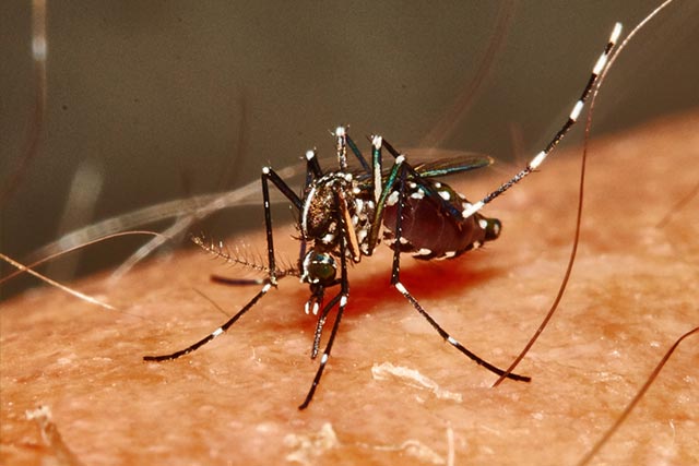 640x427 Insect Borne Diseases Rentokil