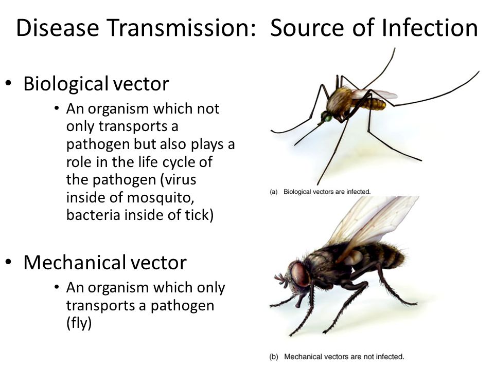 960x720 Microbe Human Interactions Contact, Infection And Disease