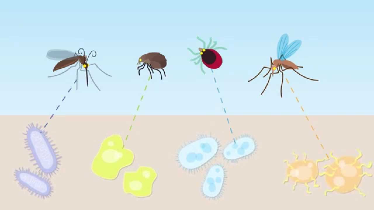 1280x720 Animation Companion Animal Vector Borne Diseases