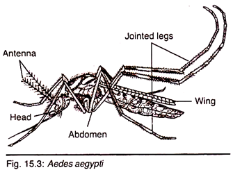 335x245 Transmission Of Diseases