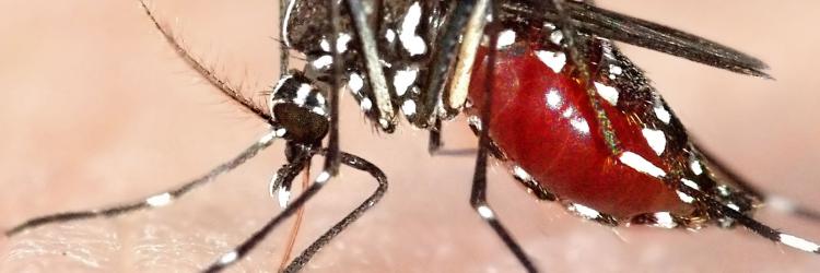 750x250 Vector Borne Diseases European Food Safety Authority