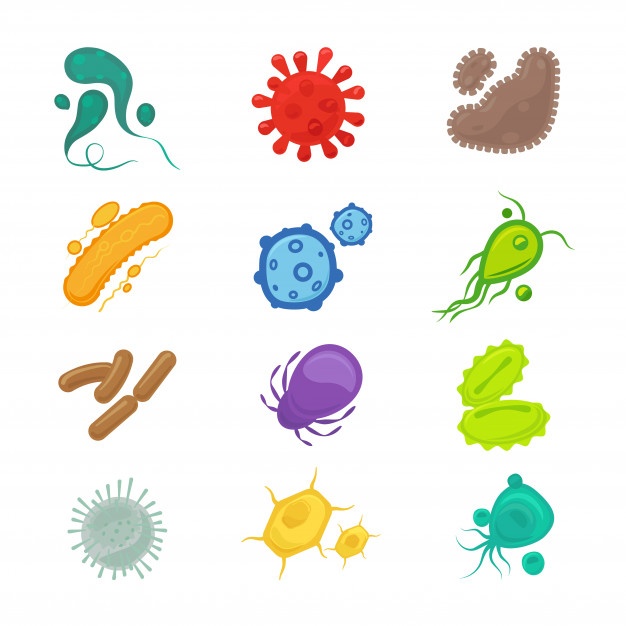 Vector Organism at Vectorified.com | Collection of Vector Organism free ...