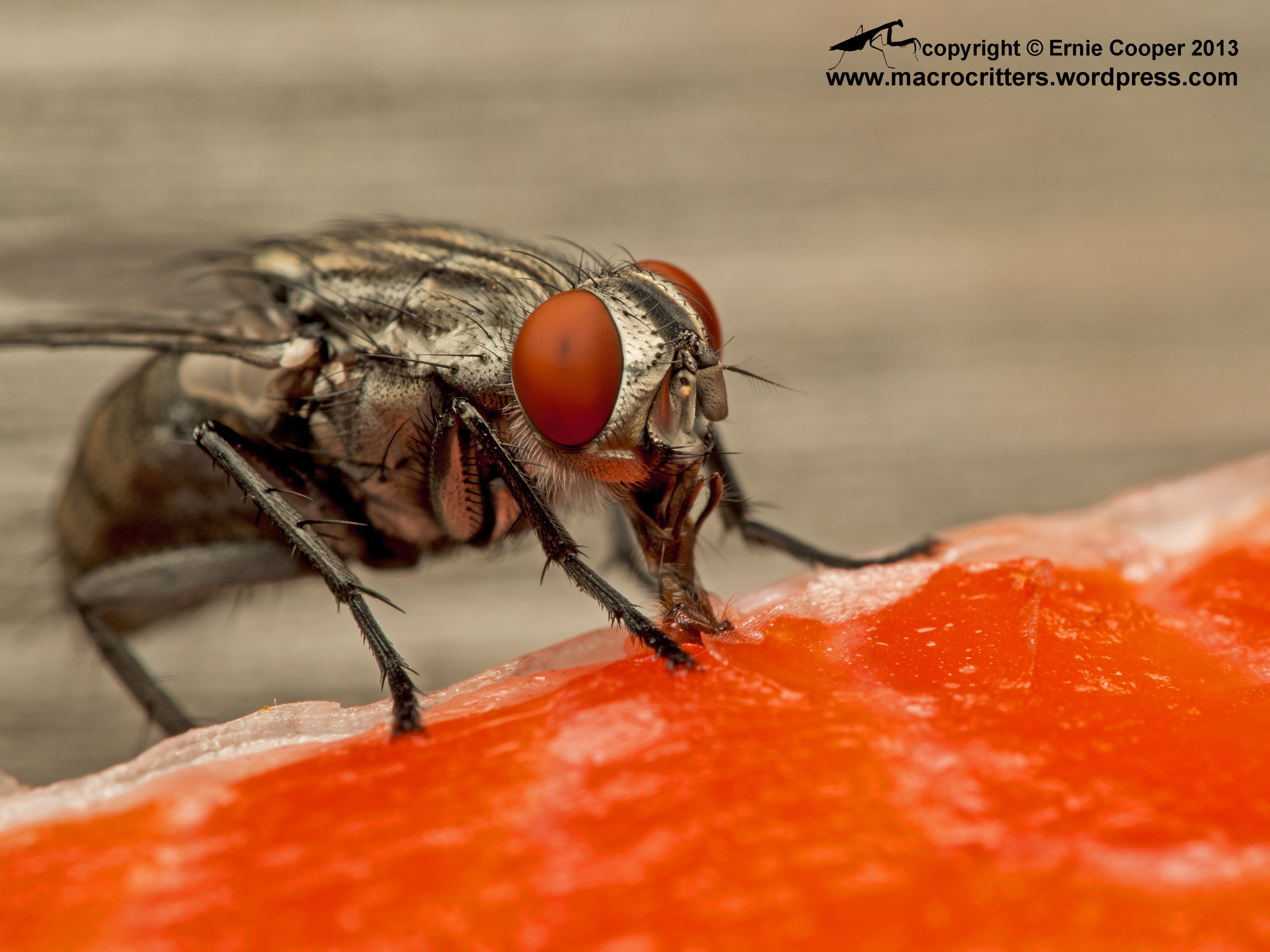 3971x2978 Types Of Vectors All You Need Is Biology