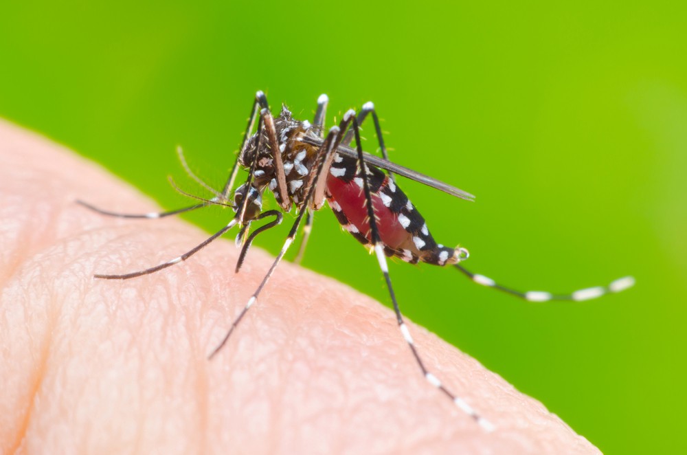 1000x662 Climate Change Will Mean More Vector Borne Disease In Cities How