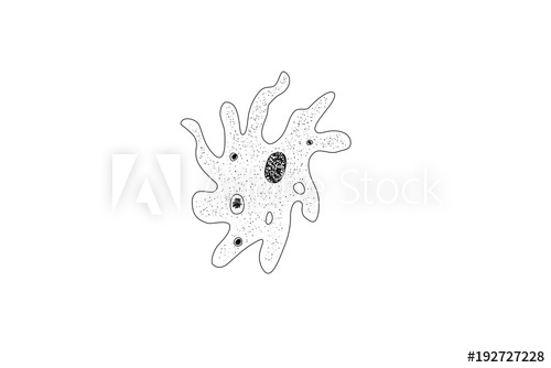 500x334 Drawing Of An Amoeba, A Single Cell Organism, Vector Illustration
