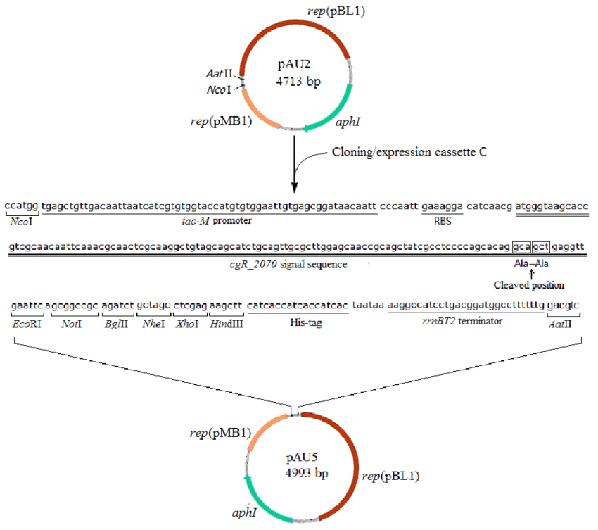 850x753 The Construction Map Of The Gene Expression Vector