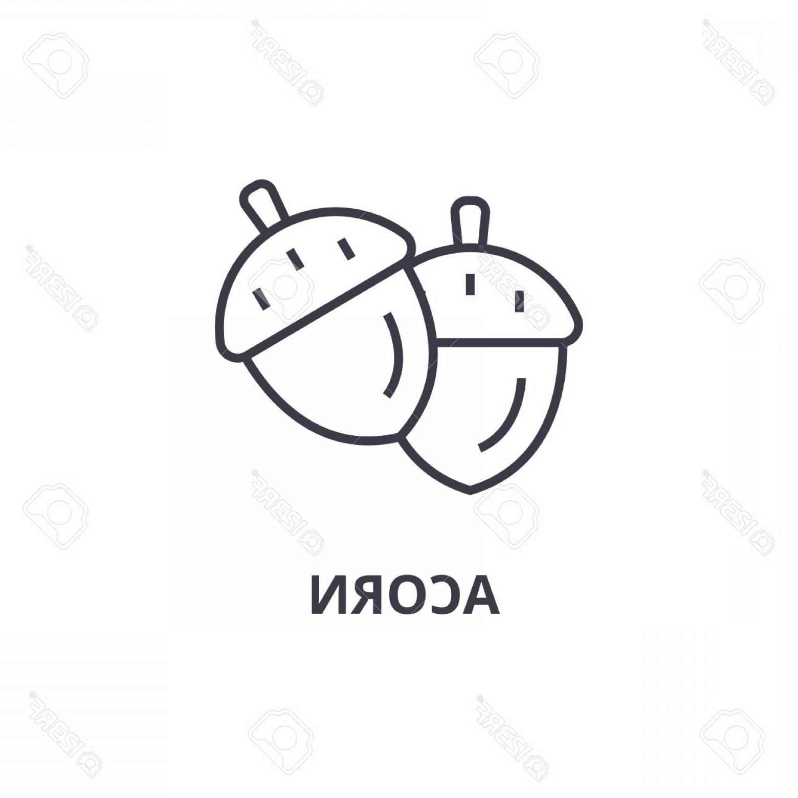 1560x1560 Photostock Vector Pair Of Acorn Line Icon Outline Sign Linear