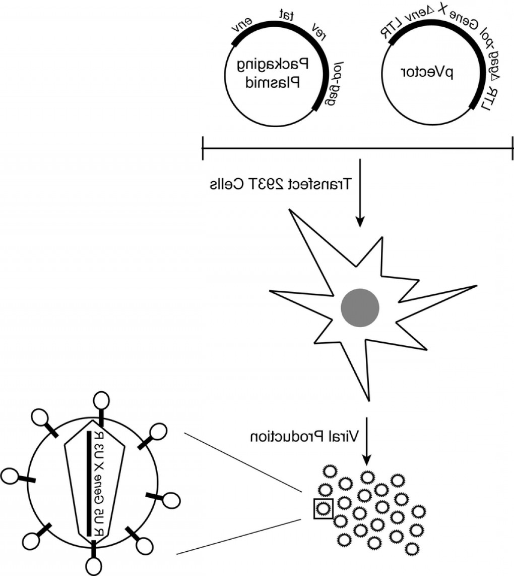 1020x1141 Lentiviral Vector Particle Soidergi