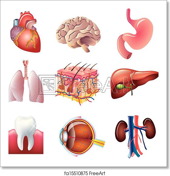561x581 Free Art Print Of Human Body Parts Vector Set Human Body Parts