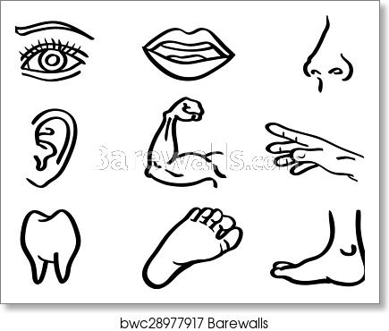 435x370 Human Body Parts Vector Illustration In Line Art Style, Art Print