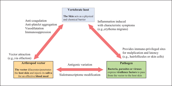 John Libbey Eurotext 700x350 John Libbey Eurotext