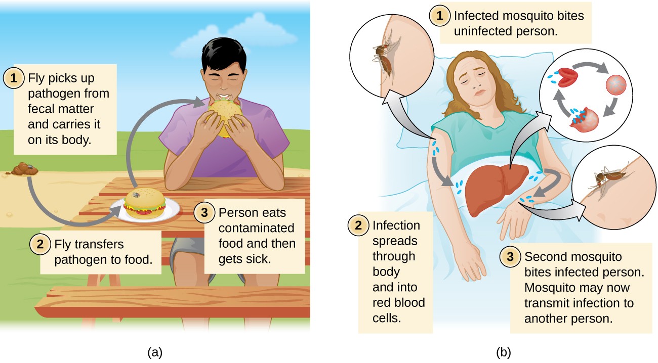 Modes Of Disease Transmission Microbiology 1300x718 Modes Of Disease Transmission Microbiology