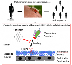 Understanding Pathogen Insect Interactions To Block Vector Borne 300x270 Understanding Pathogen Insect Interactions To Block Vector Borne