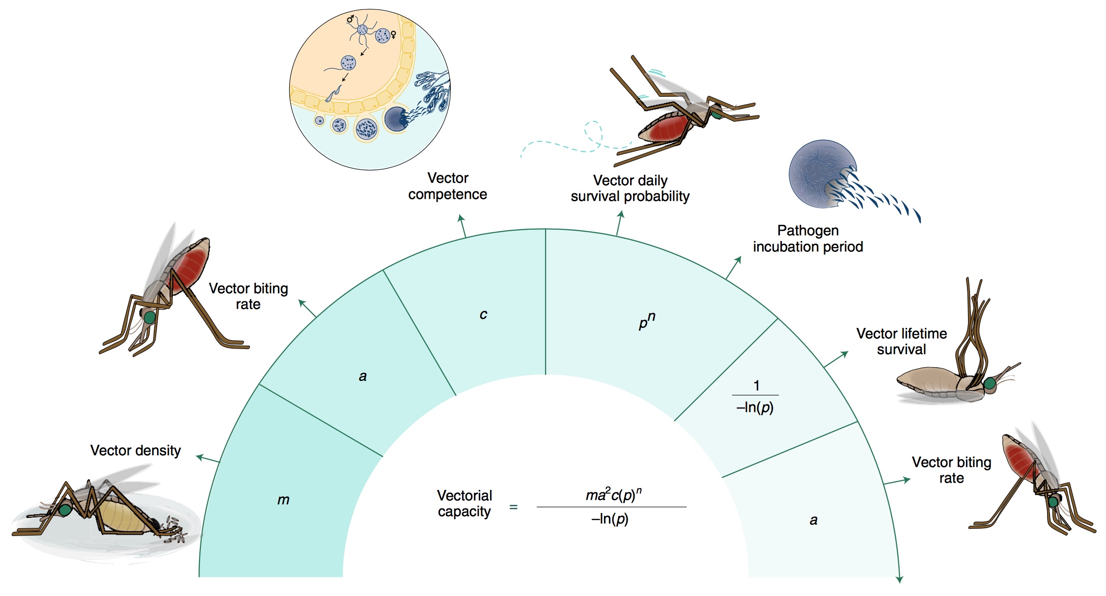 Vector Pathogen At Collection Of Vector Pathogen Free For Personal Use 5563