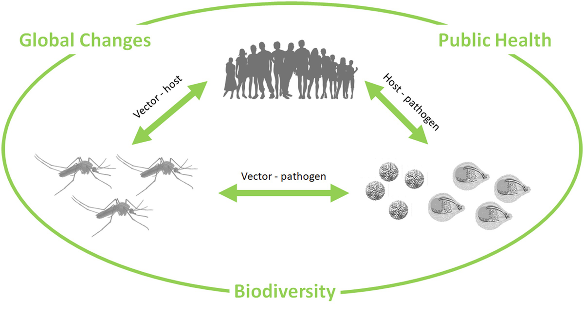 Vector Borne Diseases Springerlink 1200x653 Vector Borne Diseases Springerlink