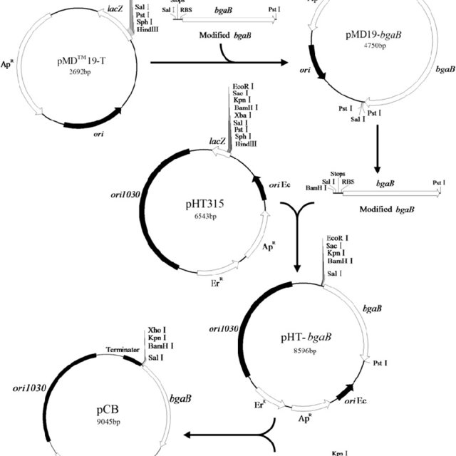 640x640 Construction Of Promoter Probe Vector Pcb Details