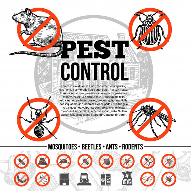 Pest Vectors, Photos And Free Download 626x626 Pest Vectors, Photos And Free Download