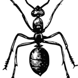 Vector Pest Management 250x250 Vector Pest Management