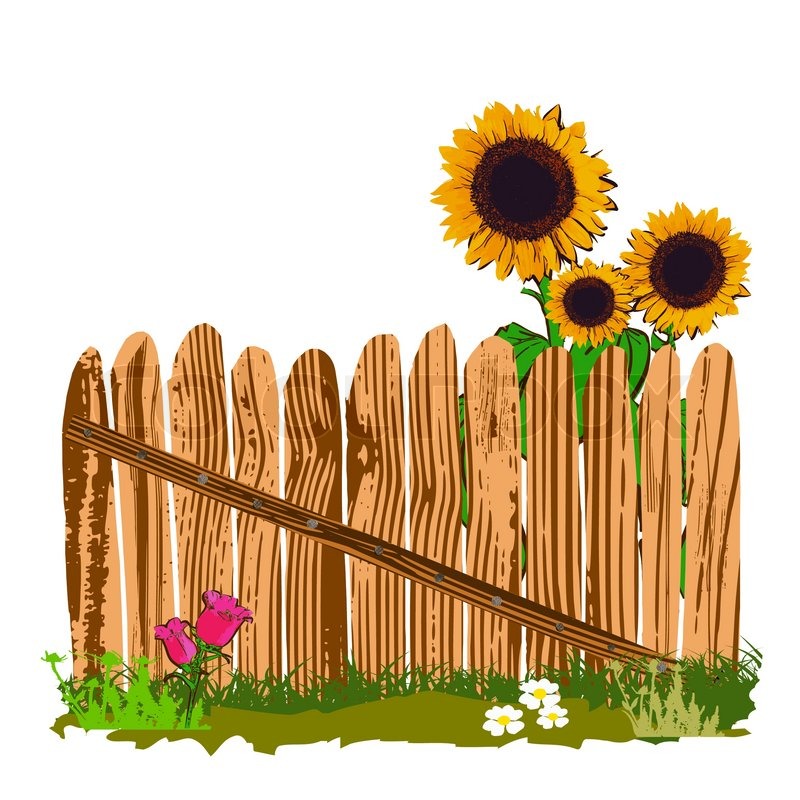 800x800 Wooden Fence And Sunflowers