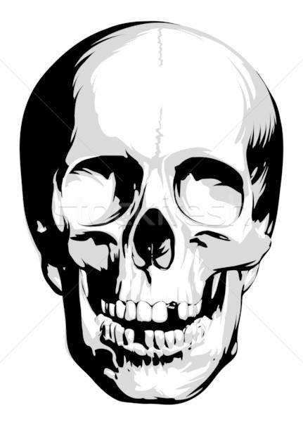 431x600 Vector Skull Vector Illustration Misha