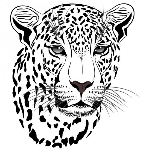 620x626 Powerful Puma Leopard In Front View Download Free Animal Vectors