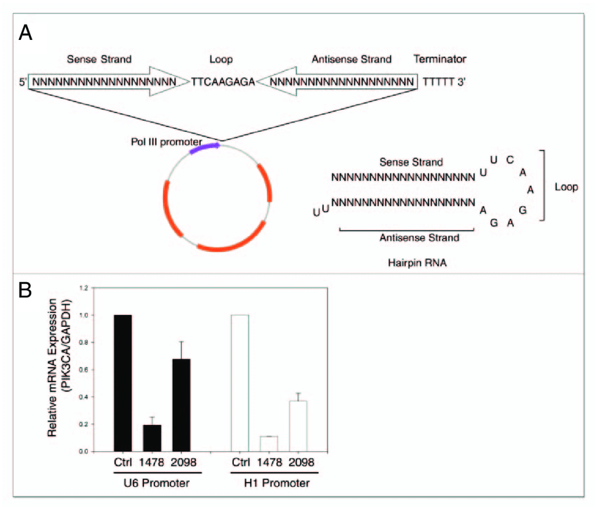 850x727 Vector Based Rnai Knocks Down The Expression Of Pik Ca